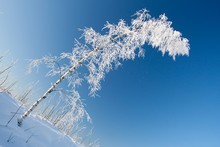 Snowy Birch Tree