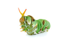 Close Up Caterpillar Isolated On The White Background