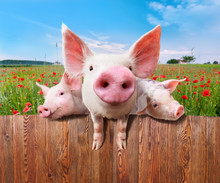 Three Charming Pigs From Wonderful Farm.