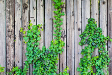 Uncared Wooden Fence With Vignetting And Climbing Ivy Plant