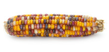 Multicolored Ear Of Indian Corn On White Background