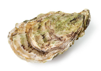 Fresh raw oyster isolated on white background