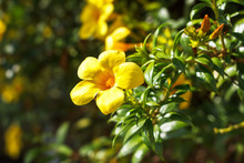 Yellow Allamanda Flower Golden Trumpet Vine Blooming