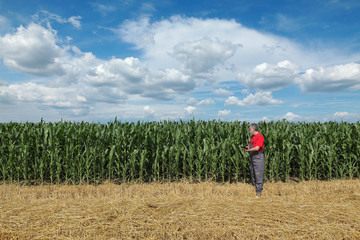 Wall Mural - Agriculture, farmer, agronomist inspect corn field, using tablet