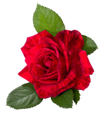 Wall Mural -  beautiful red rose