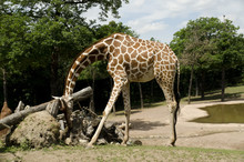 Giraffe Scratching His Head On The Trunk