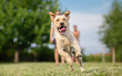 Young Labrador retriever dog in run