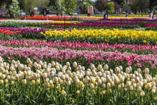 Tulips Garden At Veldheer Tulip Gardens In Holland, Michigan During Tulip Festival