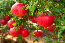 Ripe Pomegranate Fruit On Tree Branch