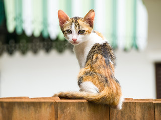 Skinny cat sit on a brick wall.