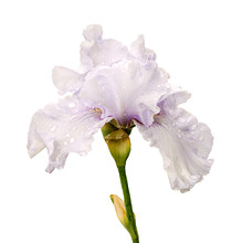 White Iris Flower Isolated On White Background