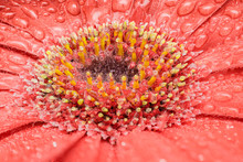 Macro Of A Red Flower Made With Stack Techinque