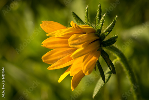 Fotografia, Obraz Macro of Rudbeckia hirta flower, Asteraceae spp, kwnon as Black-eyed Susan