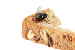 Blow fly sitting on a piece of bread 