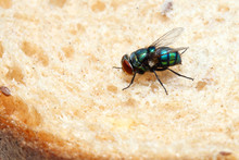 Blow Fly Sitting On A Piece Of Bread 