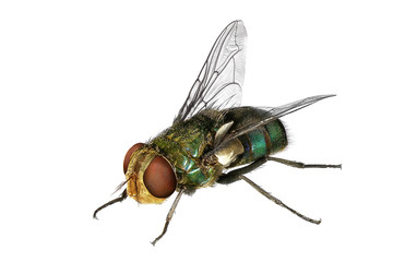 blow fly (lucilia caesar, calliphoridae)