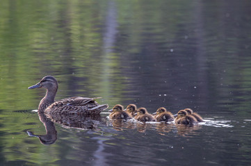 Duck family