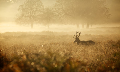 Wall Mural - misty deer silhouette landscape