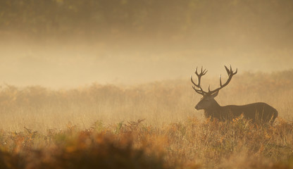 Wall Mural - red deer stag in the mist