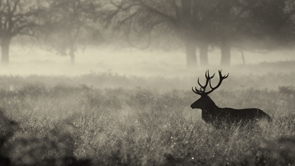 Wall Mural - black and white red deer stag in the mist