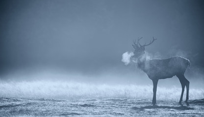 Wall Mural - red deer stag silhouette in the morning mist