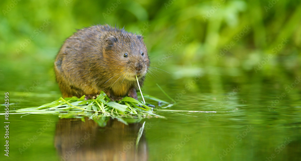 A little wild water vole eating - obrazy, fototapety, plakaty 