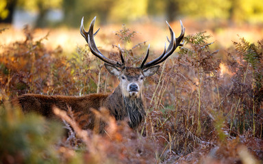 Wall Mural - large red deer stag