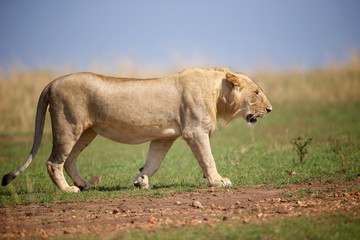 Wall Mural - Young wild male lion walking