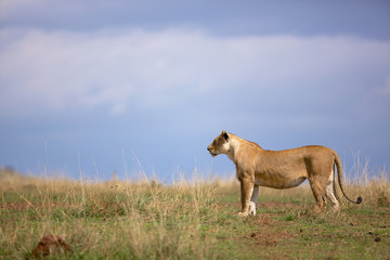 Wall Mural - Wild young male lion standing on the Kenya grass plains