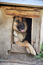 Shepherd Dog In The Booth ( Dog House )