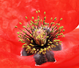 Wall Mural - poppy