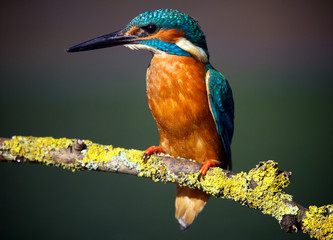 Wall Mural - Kingfisher