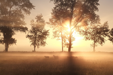 Wall Mural - foggy sunrise on pasture with sheep