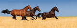 Fototapeta Konie - Group of horse with braided mane run gallop in wheat field