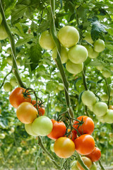 Wall Mural - tomatoes in the greenhouse