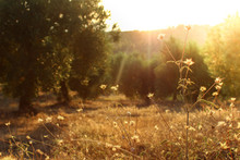 Olive Trees, Yellow And Green Leaves In Backlight. Horizontal Orientation.