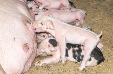 Adorable baby pig, cute new born pig