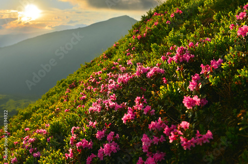 Fototapeta na wymiar Flowers in sunset mountains