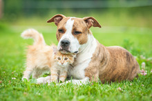Friendship Of American Staffordshire Terrier Dog  With Little Kitten