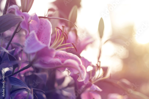 Fotografía Beautiful lilly blooming in spring garden with blurred background, pink tone