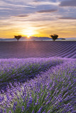 Vertical panorama of a lavender field at sunset