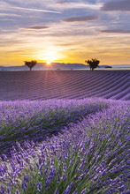 Vertical Panorama Of A Lavender Field At Sunset