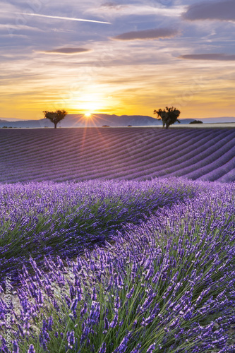 Naklejka na meble Vertical panorama of a lavender field at sunset