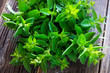 bunch of raw green herb marjoram