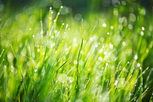 Fresh Green Grass With Water Drops