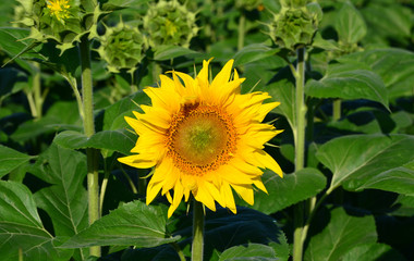 Wall Mural - one sunflower on green background
