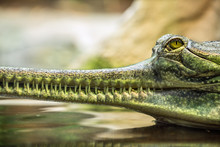 Gharial, Also Knows As The Gavial