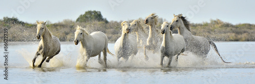 Fotomural Manada de caballos blancos de Camargue que corre a través del agua