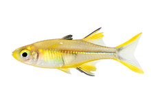 Celebes Rainbow Aquarium Fish Marosatherina Ladigesi 