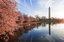 Cherry Blossoms In Peak Bloom. Washington D.C.